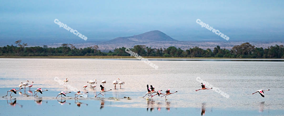 Flamingos